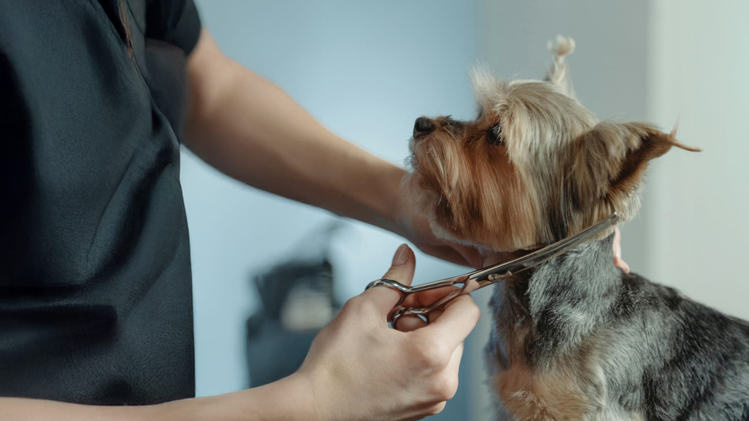 Perro recibiendo cuidado profesional de grooming